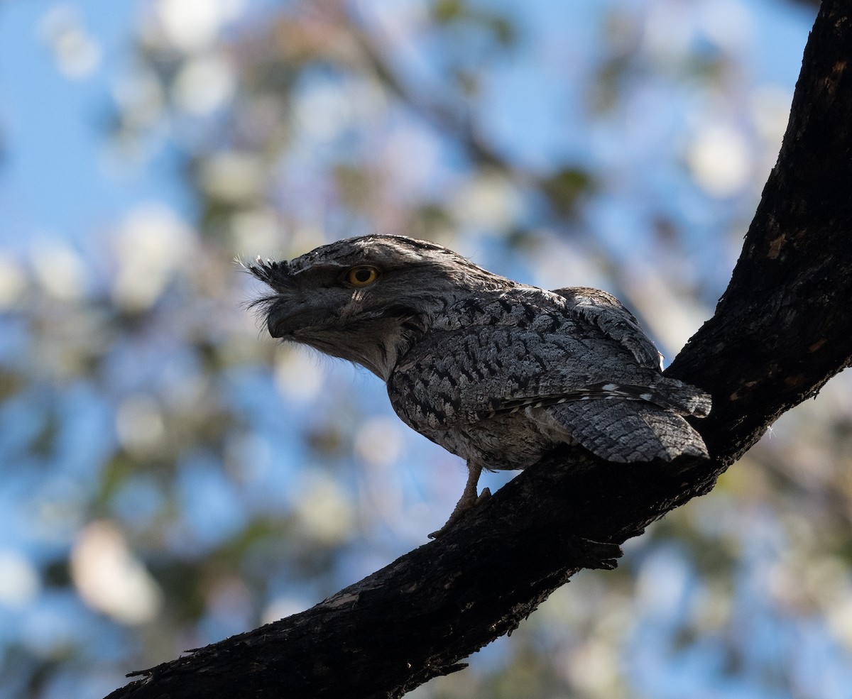 Tawny Frogmouth - Greg & Jeanette Licence