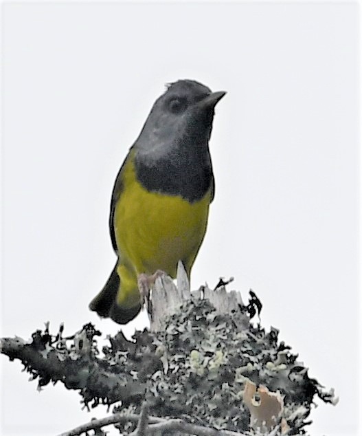 Mourning Warbler - ML467228211