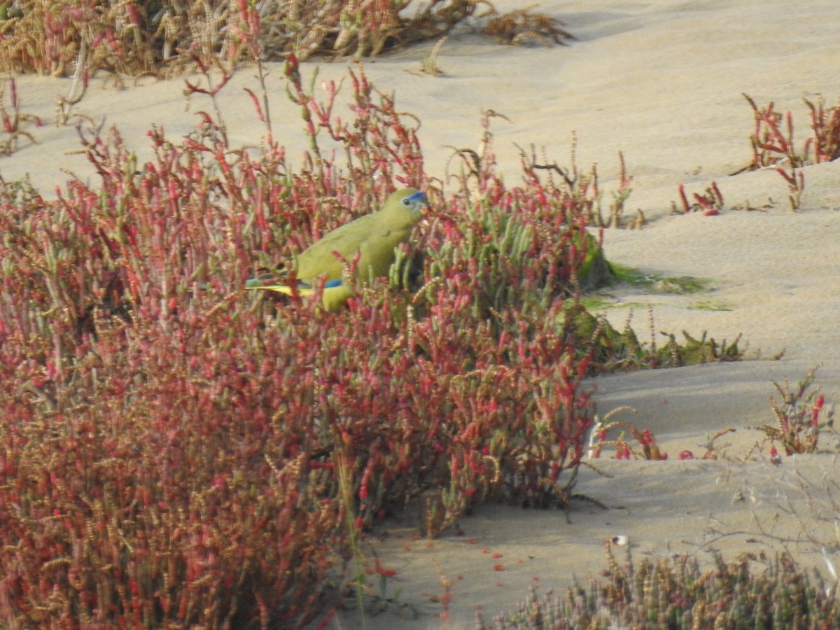 Rock Parrot - Alan Sizer