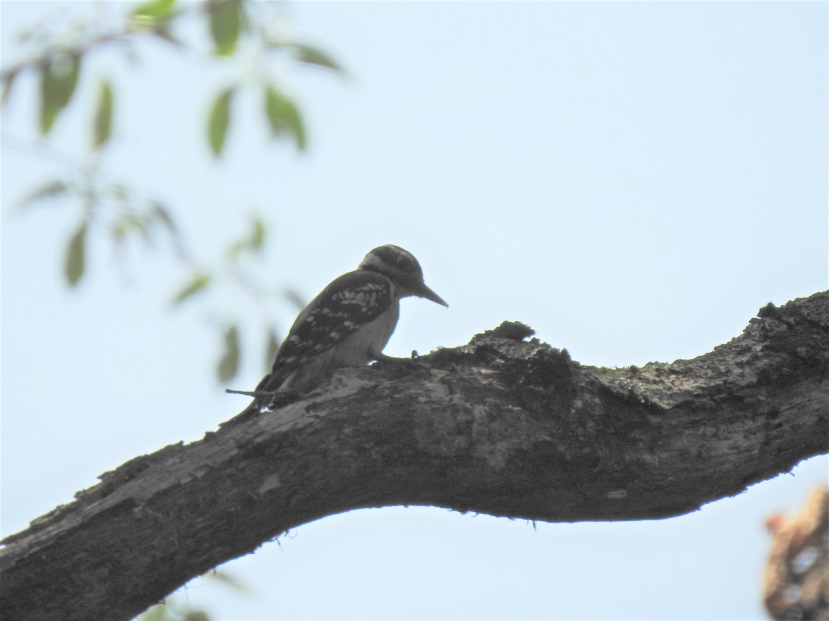 Hairy Woodpecker - ML467230431