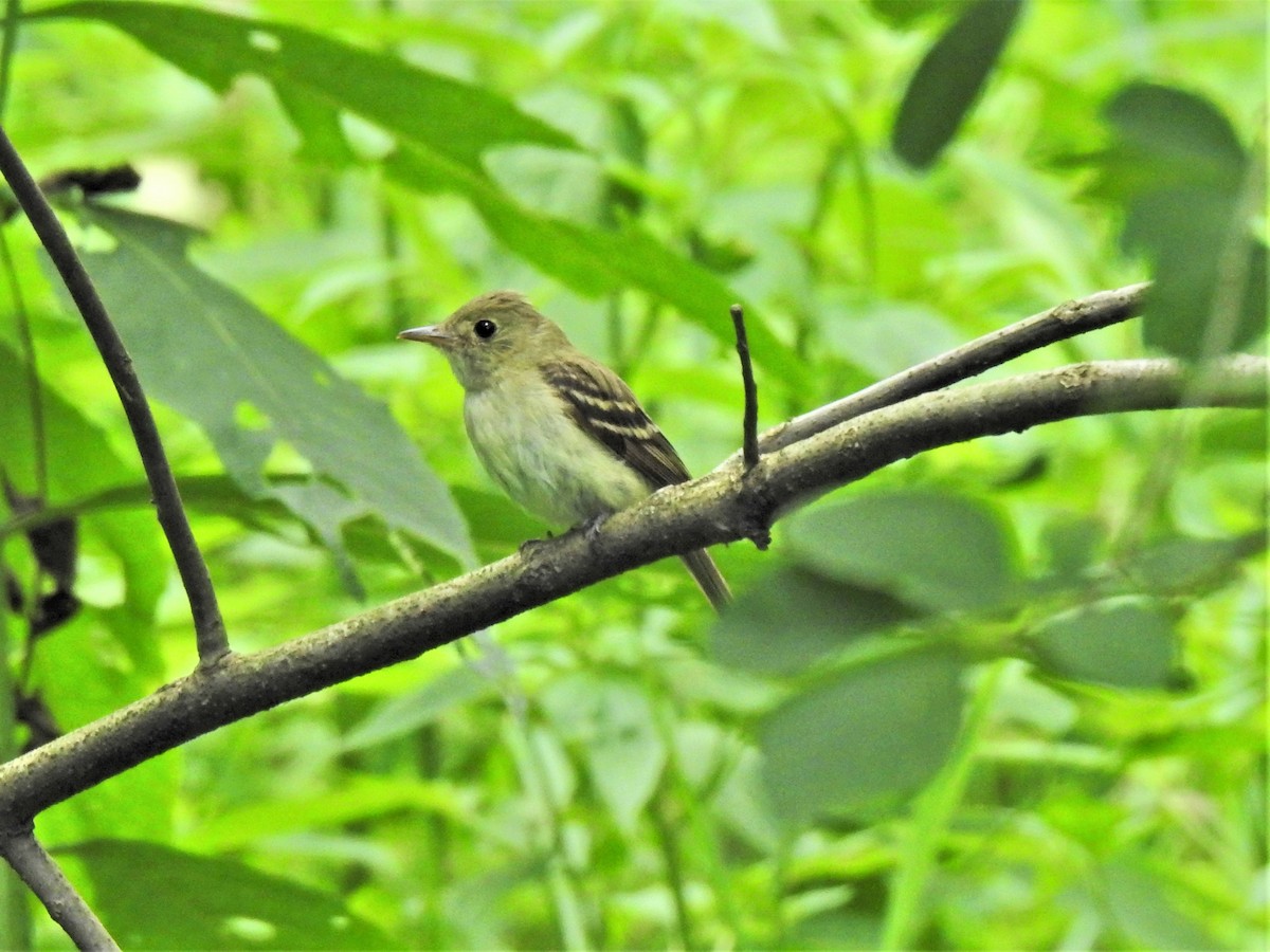 Acadian Flycatcher - ML467230501