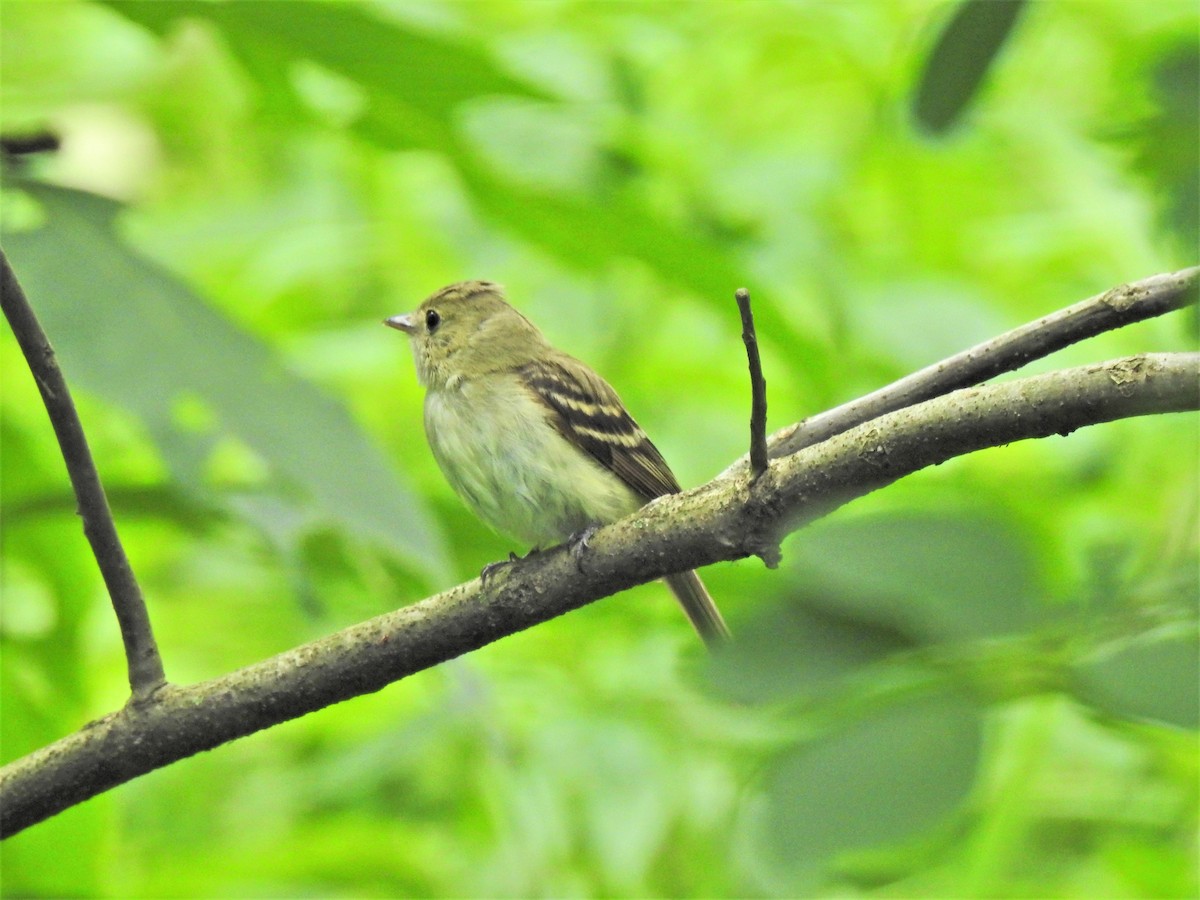 Acadian Flycatcher - ML467230511