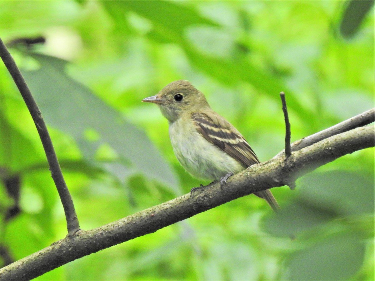 Acadian Flycatcher - ML467230521