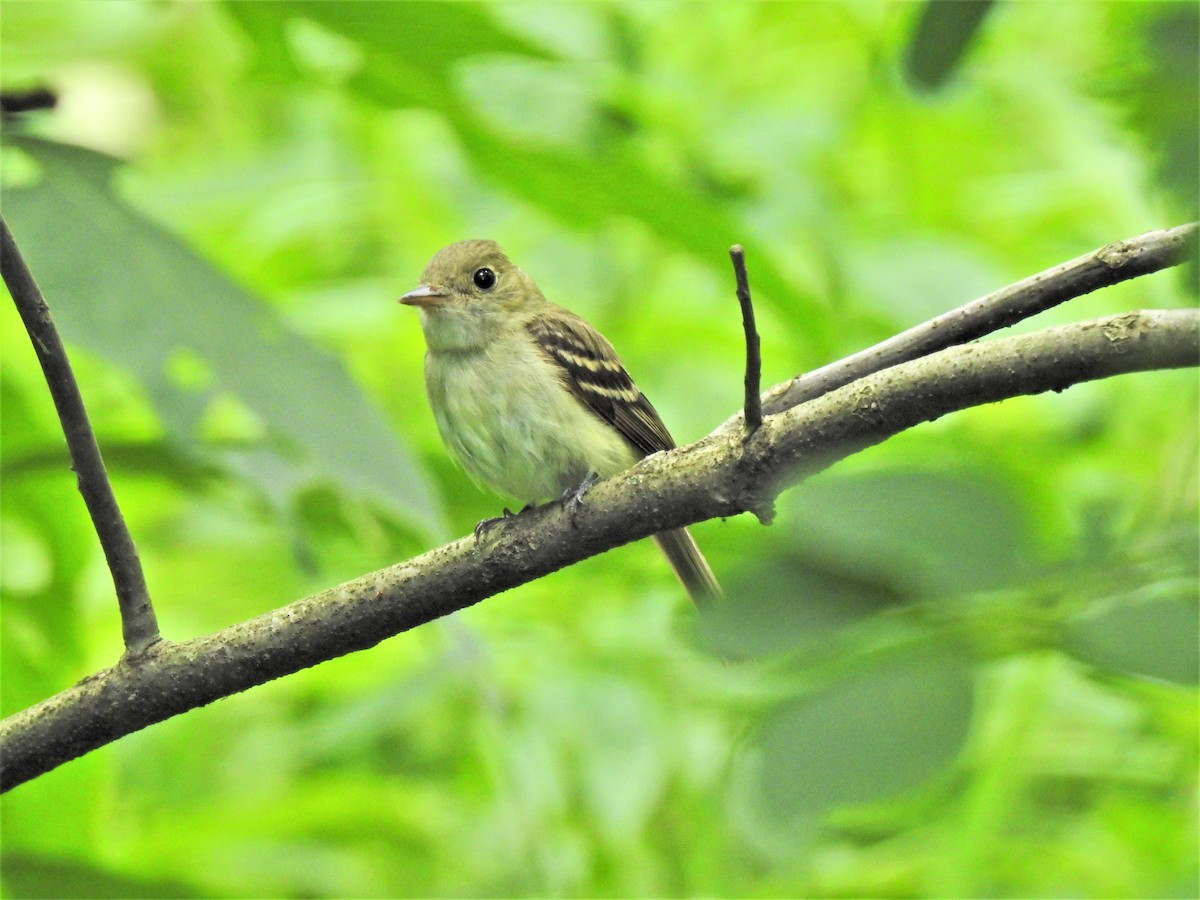 Acadian Flycatcher - ML467230531