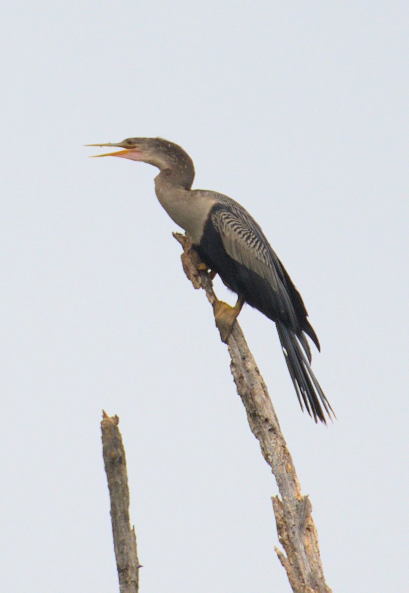 Anhinga - ML467230831