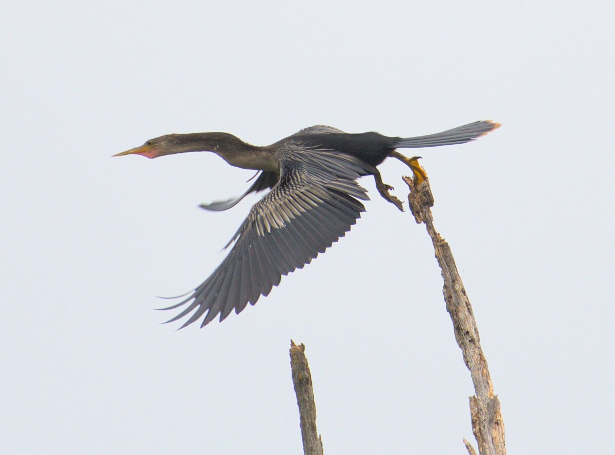 Anhinga - ML467230871