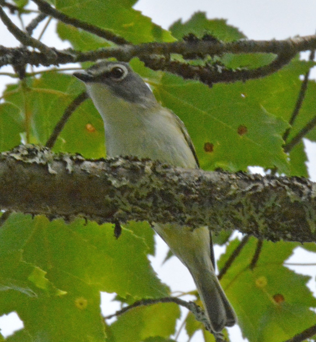 Blue-headed Vireo - ML467231201