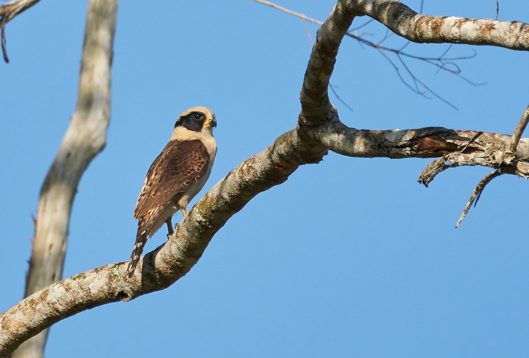 Laughing Falcon - ML467231901