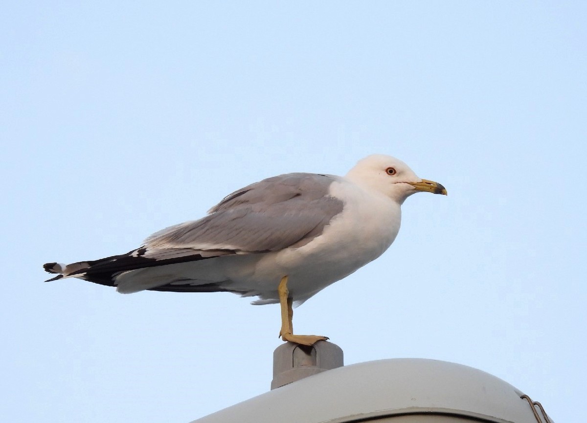 Ring-billed Gull - ML467232091