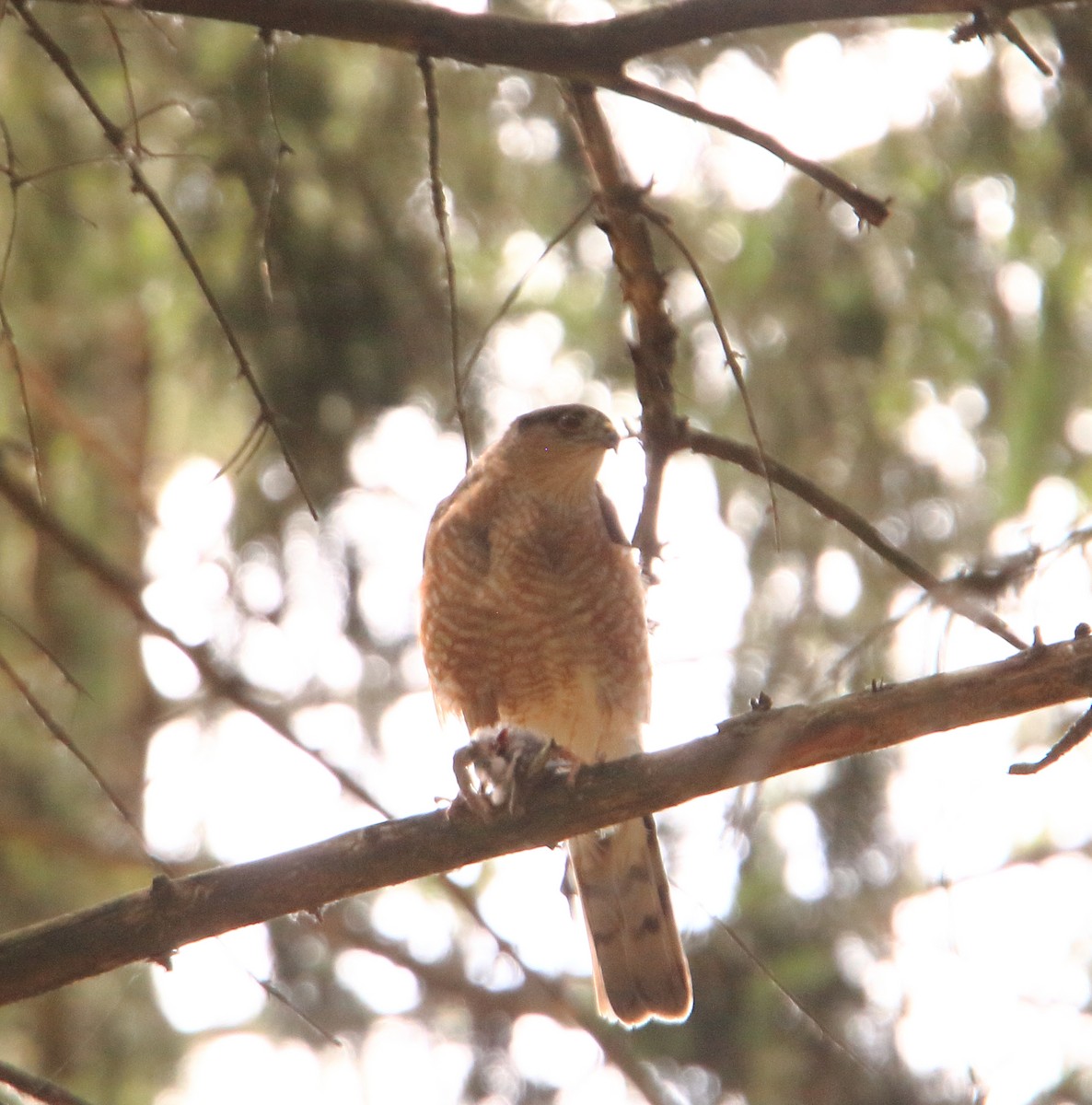 Sharp-shinned Hawk - ML467232211