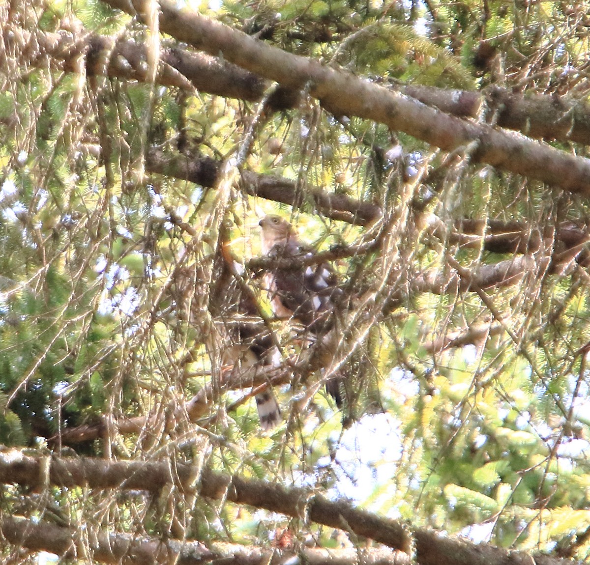 Sharp-shinned Hawk - ML467232241