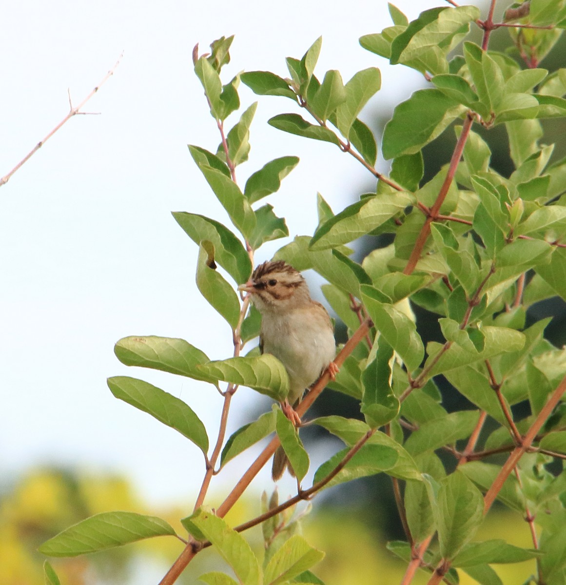 Clay-colored Sparrow - Phil Mills