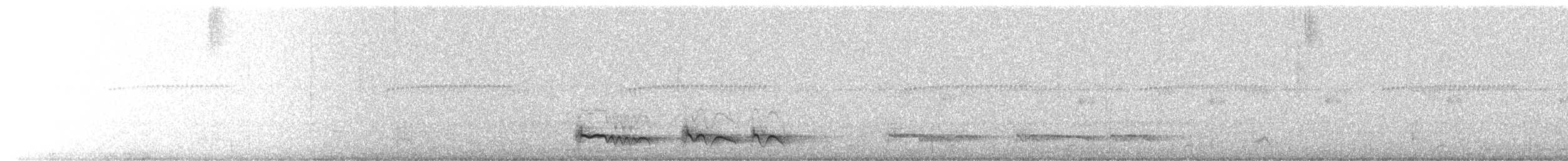 Лінивка-смугохвіст плямистобока (підвид maculatus) - ML467232681