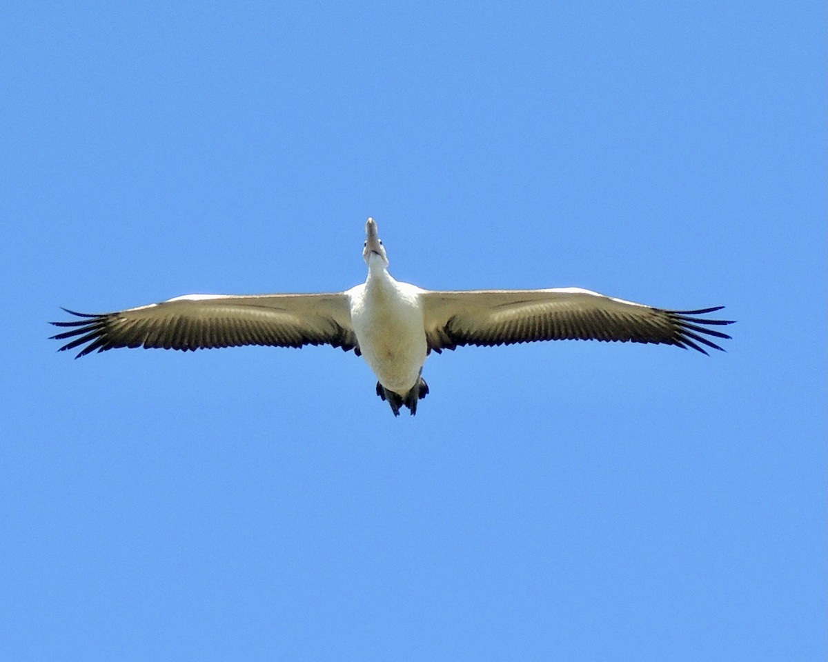 Australian Pelican - Sam Shaw