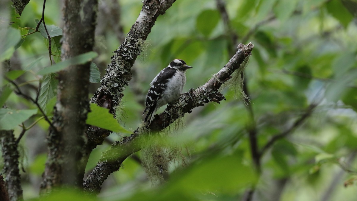 Downy Woodpecker - ML467234081