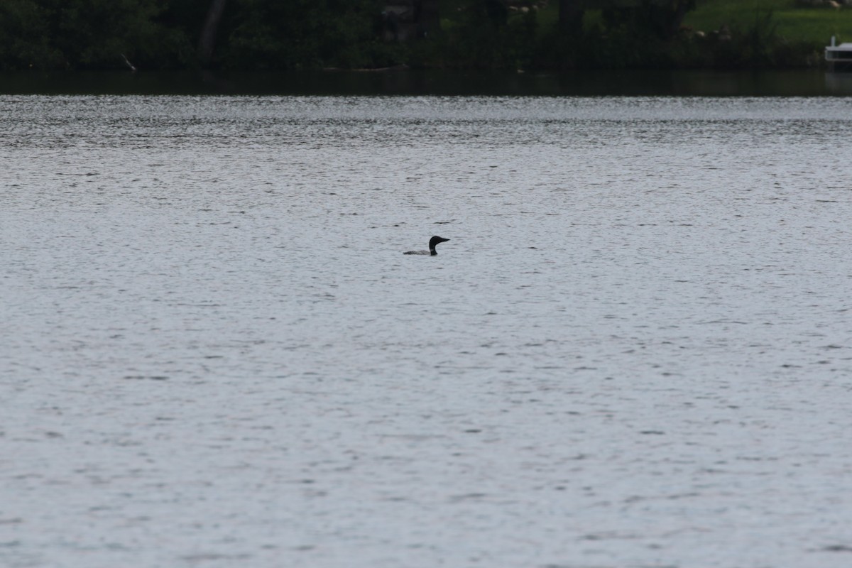 Common Loon - ML467234101