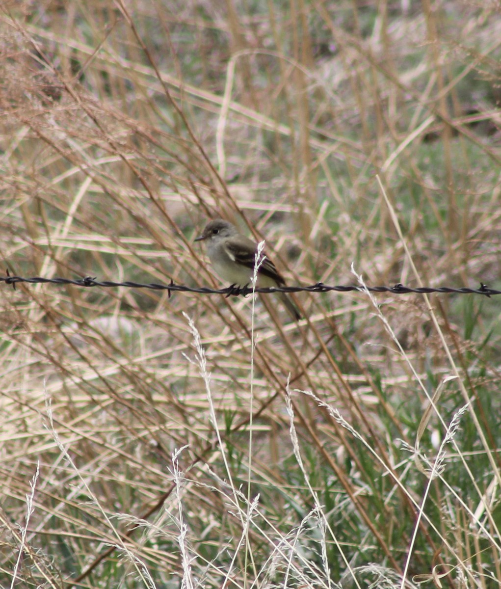 Dusky Flycatcher - ML467234991