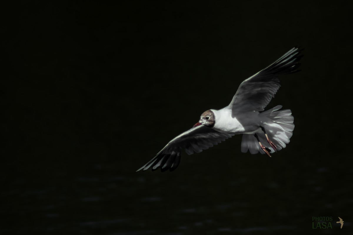 Black-headed Gull - ML467235671