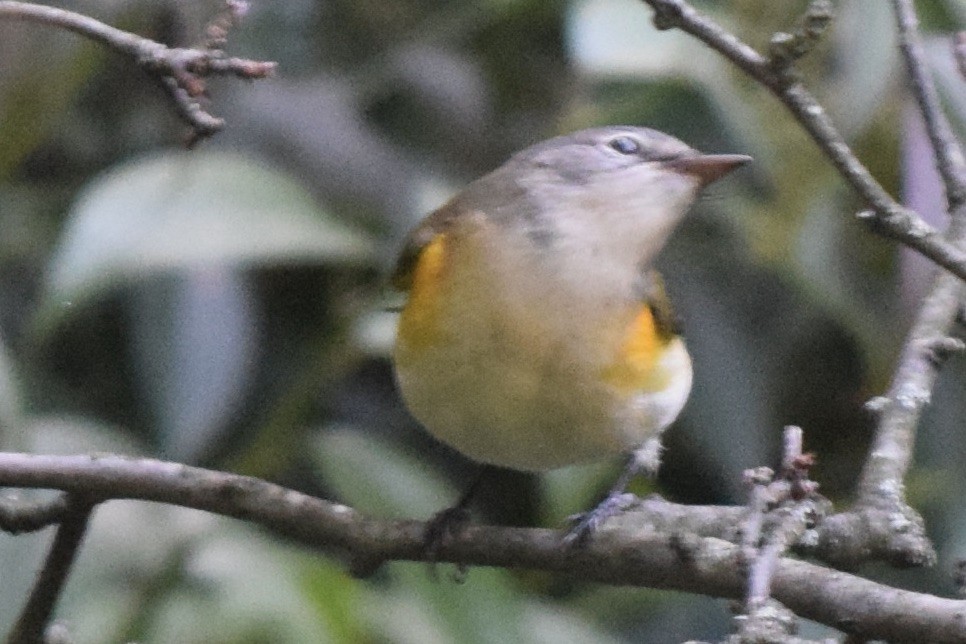 American Redstart - ML467236081