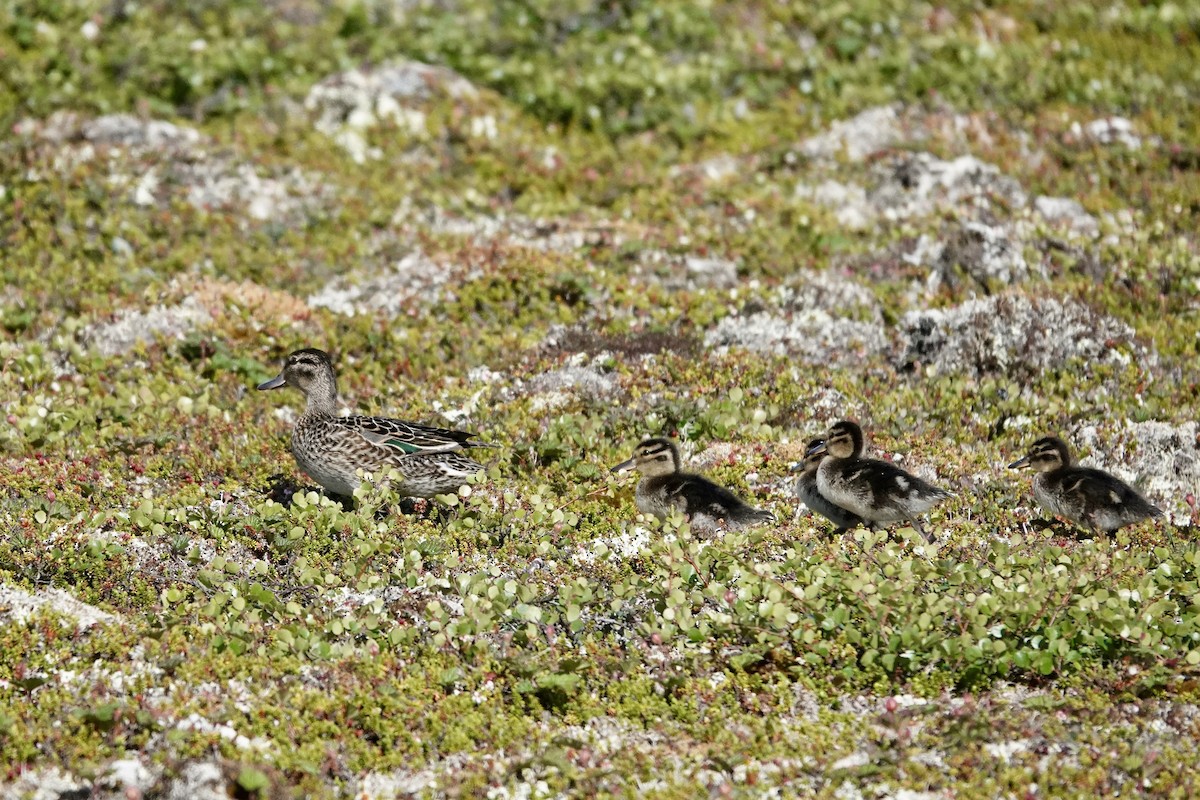 Green-winged Teal - ML467236601