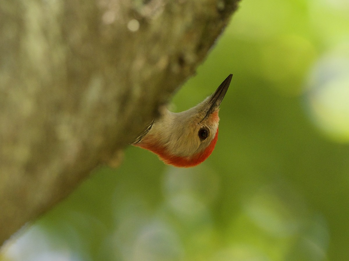 Red-bellied Woodpecker - ML467236881