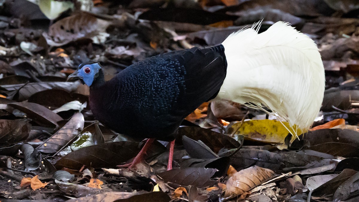 Bulwer's Pheasant - ML467237681