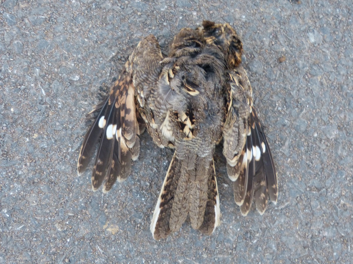 Indian Nightjar - ML467237981