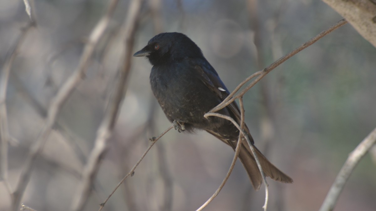 Fork-tailed Drongo (Clancey's) - ML467238281