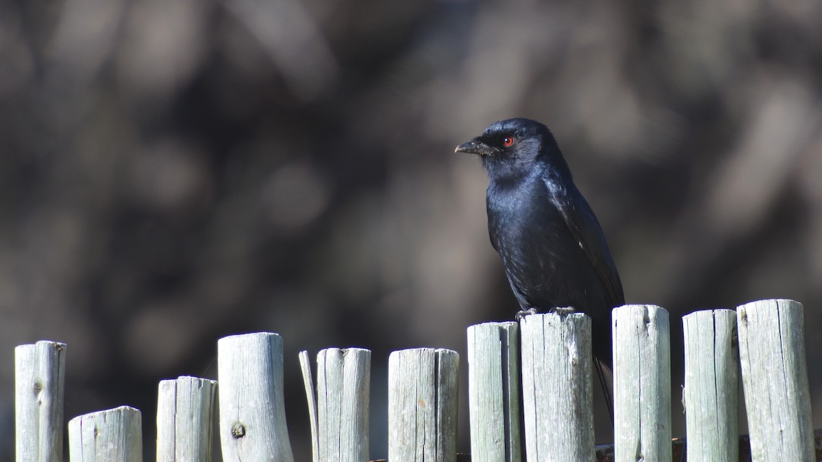 Çatal Kuyruklu Drongo (apivorus) - ML467238311