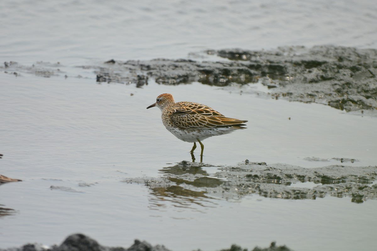 Sharp-tailed Sandpiper - ML467239051