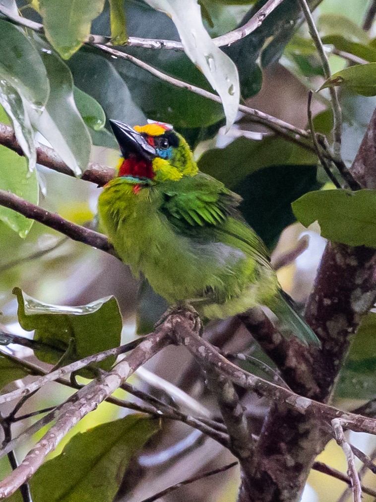 Gold-whiskered Barbet (Gold-faced) - Ng SH