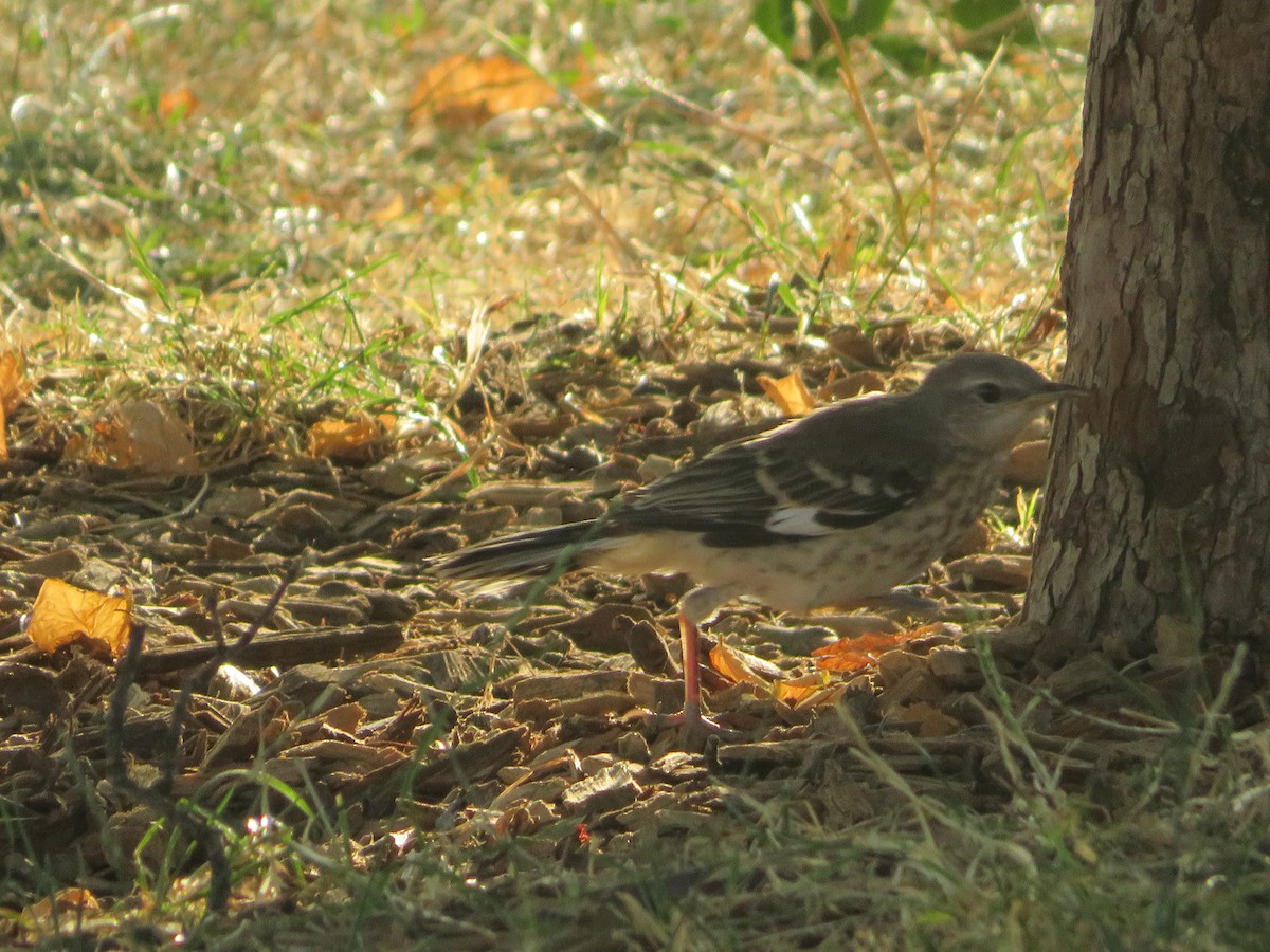 Northern Mockingbird - Nick Dawson