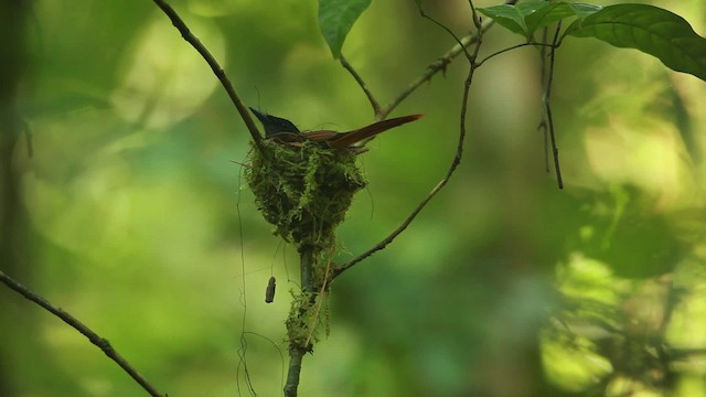 Blyth's Paradise-Flycatcher - ML467243