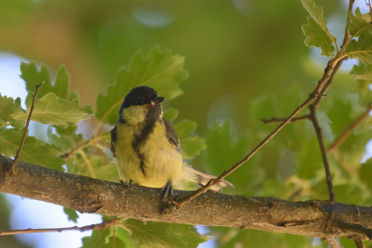 Mésange charbonnière - ML467243501