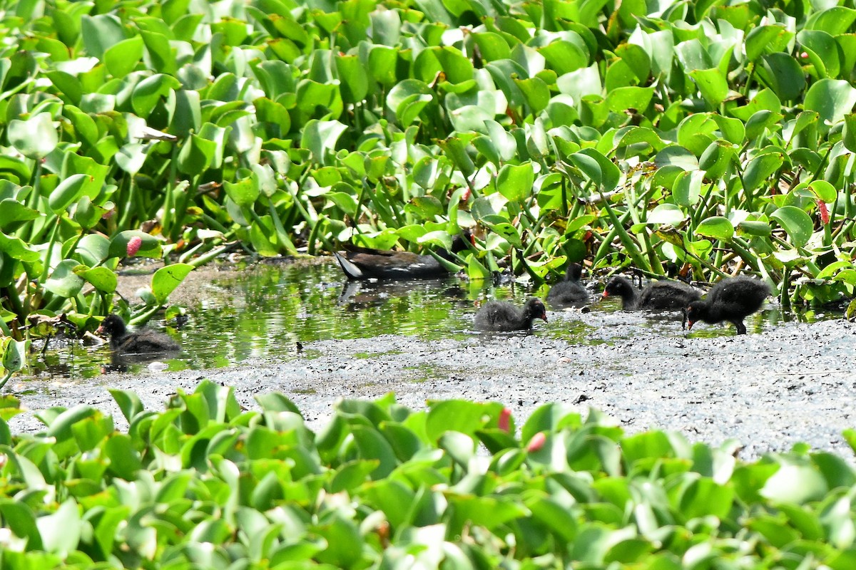 Eurasian Moorhen - ML467243851