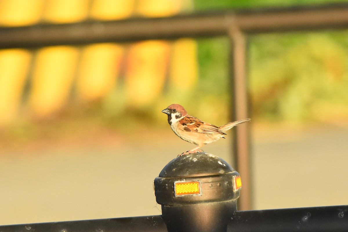 Eurasian Tree Sparrow - Zhao-Hui(釗輝) LIN(林)