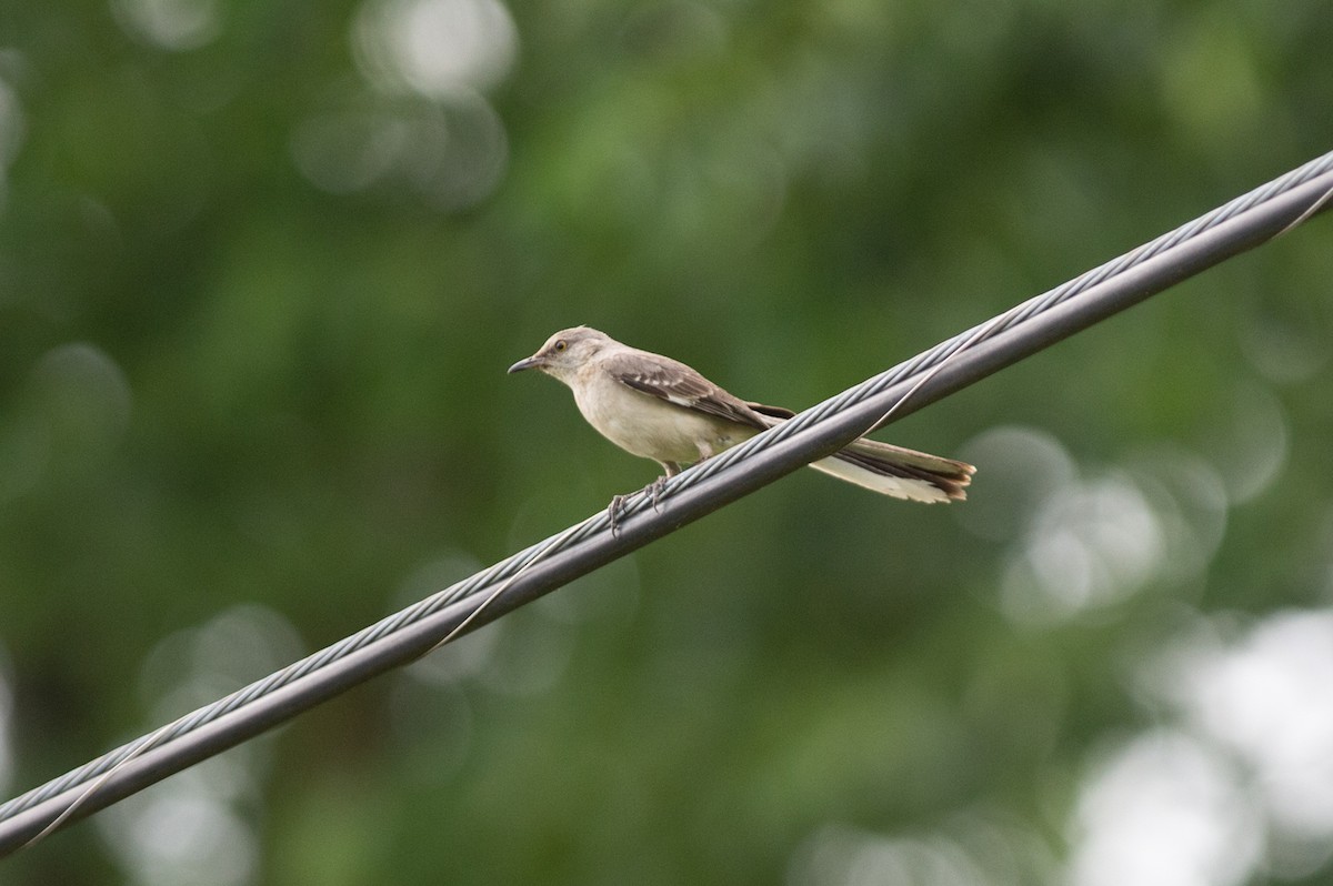 Northern Mockingbird - ML467244311