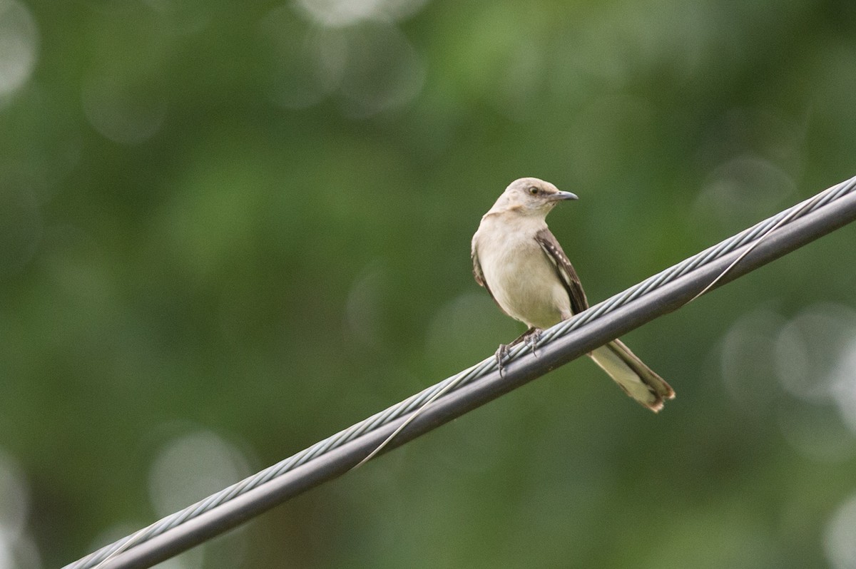 Northern Mockingbird - Michael Barath