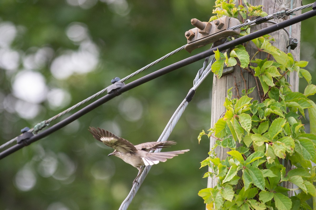 Northern Mockingbird - ML467244331