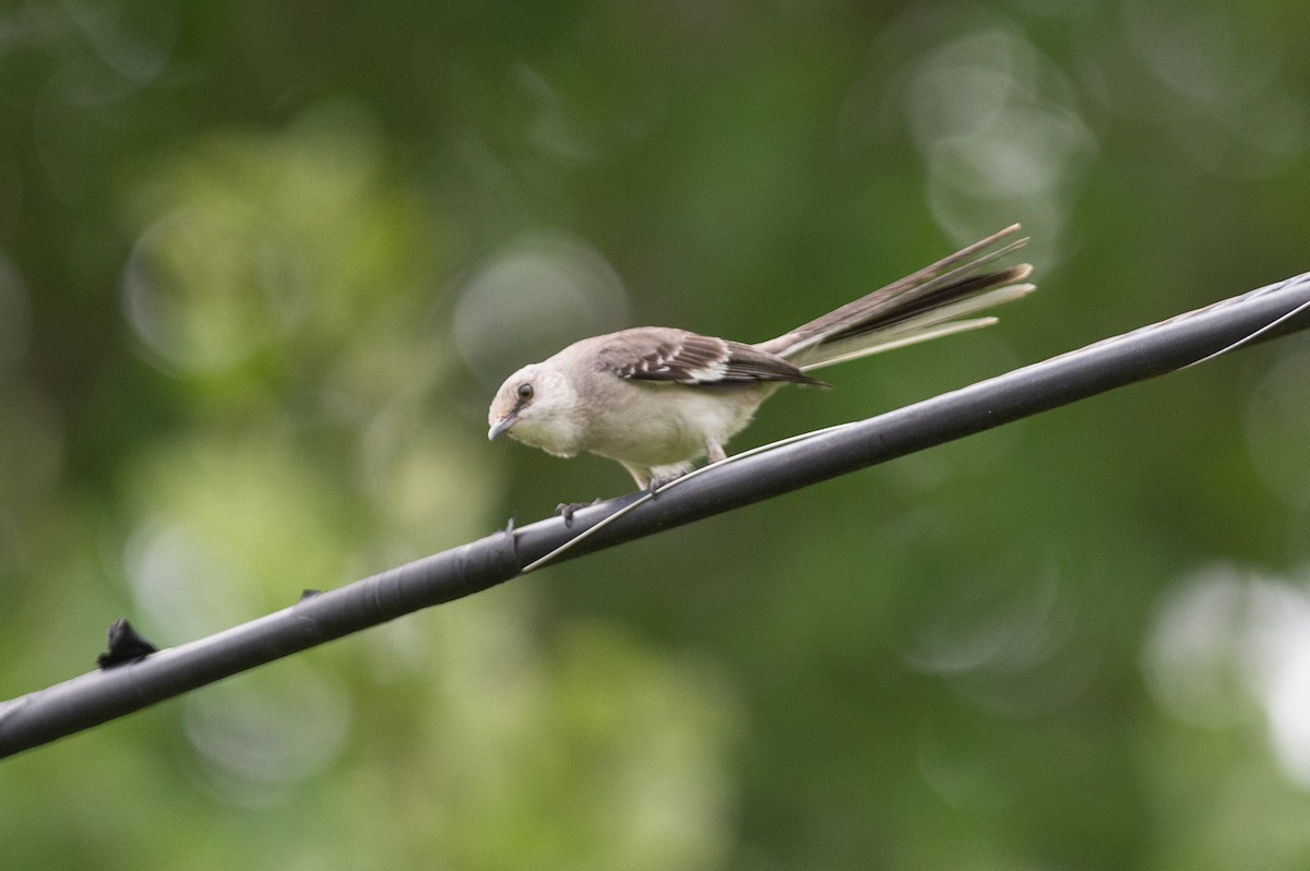 Northern Mockingbird - Michael Barath