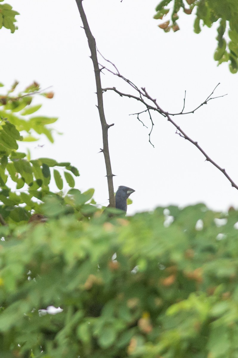 Blue Grosbeak - ML467244381