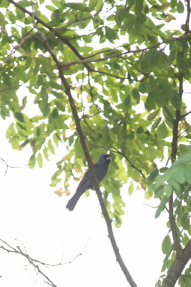 Guiraca bleu - ML467244391