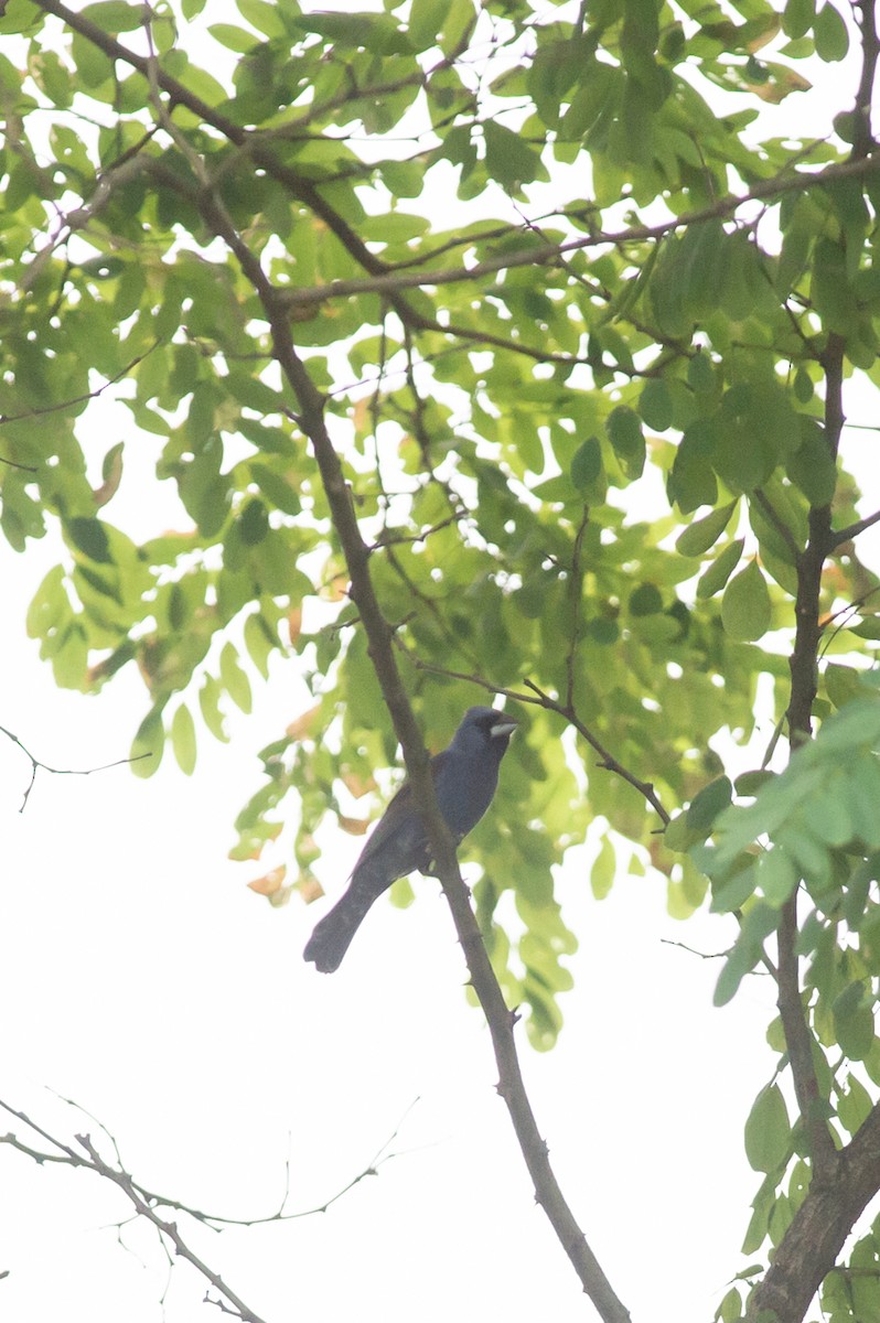 Blue Grosbeak - Michael Barath