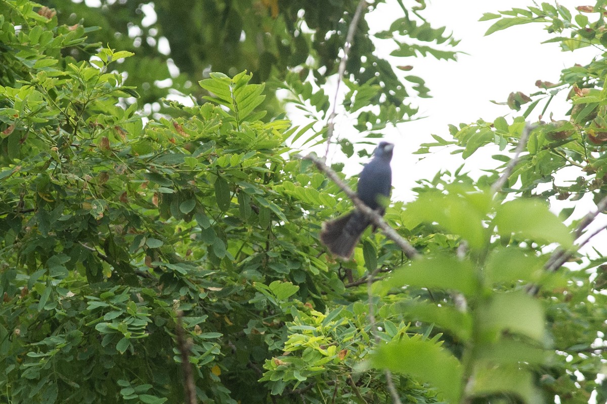 Guiraca bleu - ML467244401