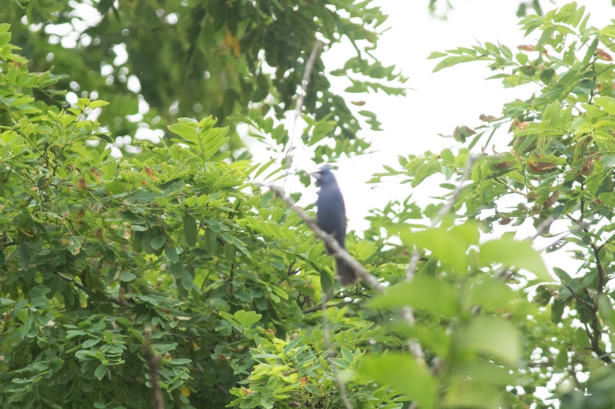 Blue Grosbeak - ML467244411