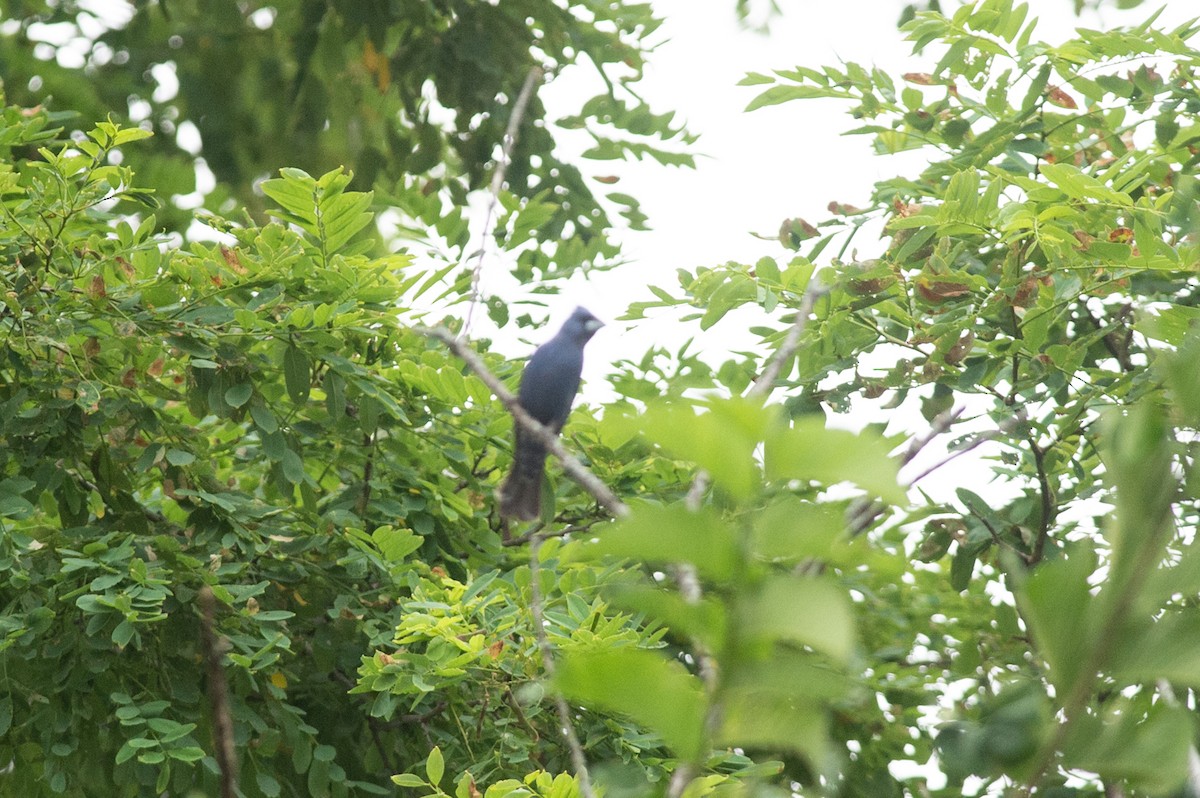 Guiraca bleu - ML467244421