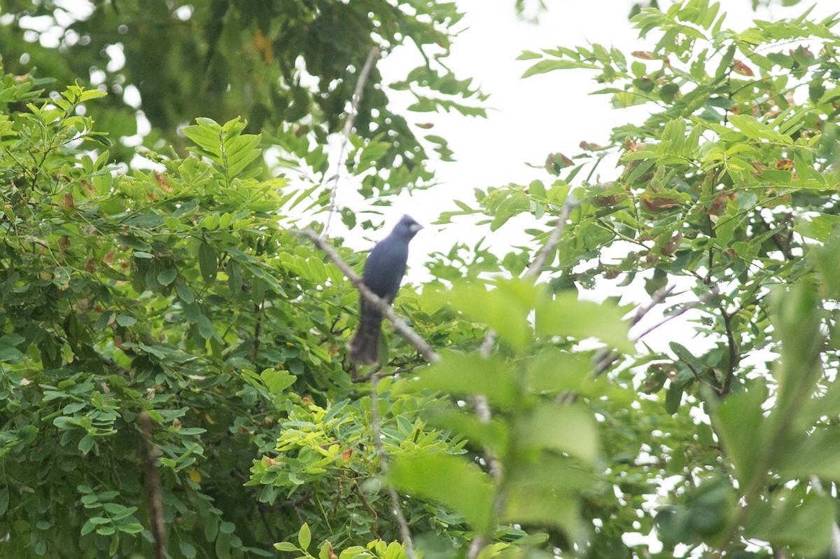 Blue Grosbeak - ML467244421