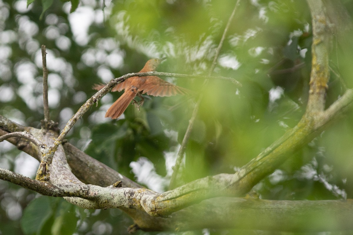 Brown Thrasher - Michael Barath