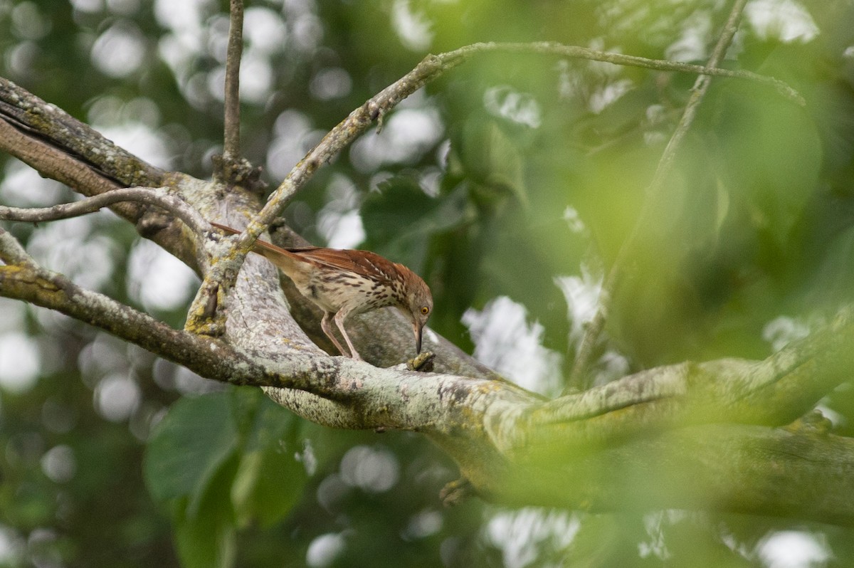 Brown Thrasher - ML467244521