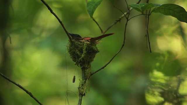 Blyth's Paradise-Flycatcher - ML467245